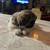 Shih Tzu pups rehoming 2 females 4 thumbnail