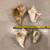 Four Conch Shells From Various Parts of the World 5 thumbnail