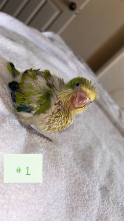 Parrots 1