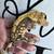 Crested geckos 2 thumbnail