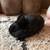 Netherland Dwarf Bunnies 2 thumbnail