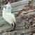 Birds  like:Quail, pigeon and chickens and ducks e. 15 thumbnail