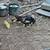 Farm Cats, Black, Orange and white, Tabby 6 thumbnail