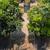 Pittosporum 4 thumbnail