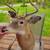 8 Point Deer Mount! 8 thumbnail