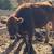 2yo Jersey steer 2 thumbnail