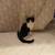 Kittens for adoption 3 thumbnail