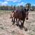 Athletic Mare 5 thumbnail