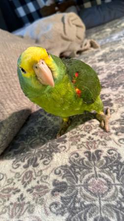 Double yellow amazon parrot (Worcester)64317642813057121