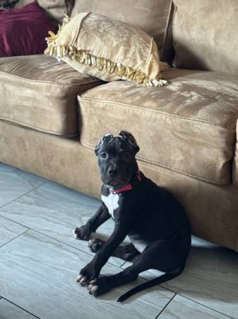 4 month old Cane Corso Mix63907184593155121