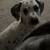 Dalmatian pup 2 thumbnail