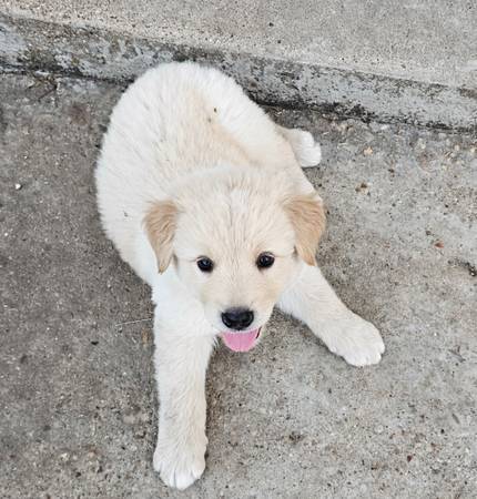 Cachorros mezclados (Clifton)63839343564419121