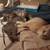 3 Kittens 2 thumbnail