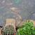 5 Koi - very large - about 16 inches 14 thumbnail