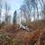 Brush Clearing, Underbrush thinning, Forestry Mulching 🌱🌿 17 thumbnail