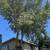Landscaping & Tree service 1 thumbnail