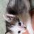 Kitten 5 thumbnail