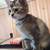Rehoming Kittens 8 thumbnail