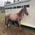 2 year old red roan gelding 3 thumbnail