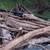 Cedar for cedar posts 3 thumbnail