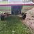 JET SKI WITH TRAILER,1995 POLARIS SL750 4 thumbnail