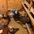 Barnyard mix Spring Hens and Roosters 2 thumbnail
