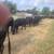 Nice brangus type cows 1 thumbnail