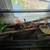 4ft sunkissed cornsnake with tank 4 thumbnail