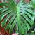 Monstera 6 thumbnail