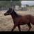 Horse 1 thumbnail