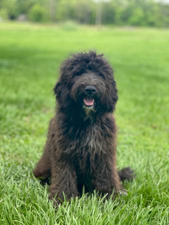 Mix Large dog63836589894017120