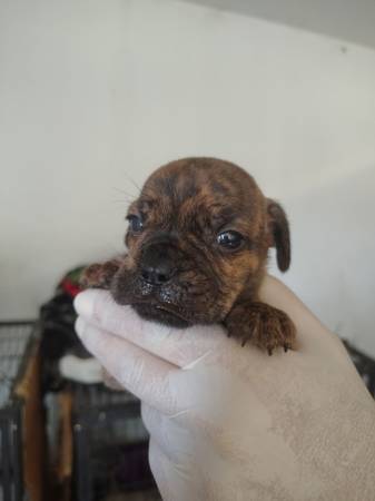 Freelance Bulldog pups (Lake Hughes)63865302455041122
