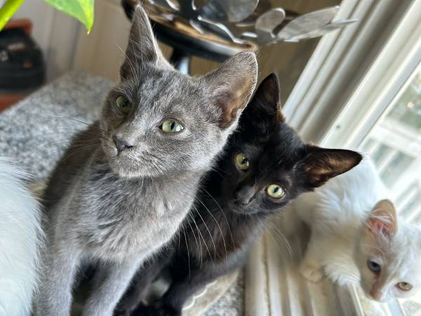 Two adorable kittens!!! 1