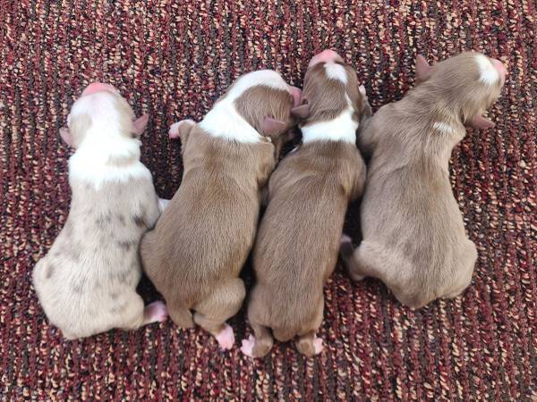 Mini Australian Shepherds 1