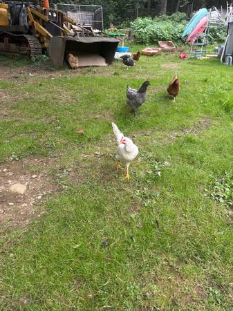 Chickens! 1