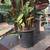 Calathea, Never-Never plant 2 thumbnail