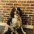 Rehome English Springer Spaniel (5yo) 1 thumbnail