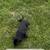 Black lab pups 2 thumbnail
