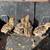 Coturnix Quail 10 thumbnail