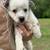 Border collie blue heeler cross 6 thumbnail