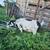 Nigerian dwarf  goats 3 thumbnail