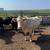 16 Black Angus Cows 12 thumbnail