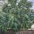 Yeli's landscaping Oxnard & ventura Camarillo Moorpark thousand oaks m 11 thumbnail