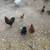 Chickens 3 thumbnail