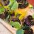 Pumpkin Seedlings Available 🌱 4 thumbnail