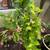 Lemon Tree Young Full Size Ground 2 thumbnail