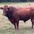 Reg Beefmaster Bulls 1 thumbnail