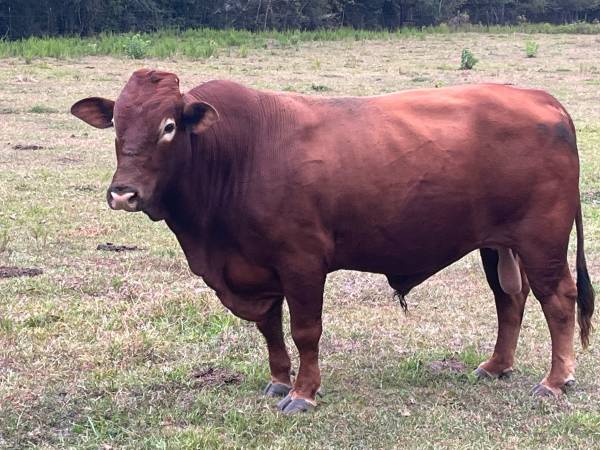 Reg Beefmaster Bulls 1