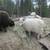 Icelandic Sheep 5 thumbnail