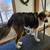 Australian Shepherd/Pitbull mix 5 thumbnail